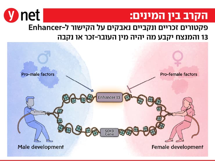 תרשים מחקר התפתחות עובר בר אילן ד"ר ניצן גונן