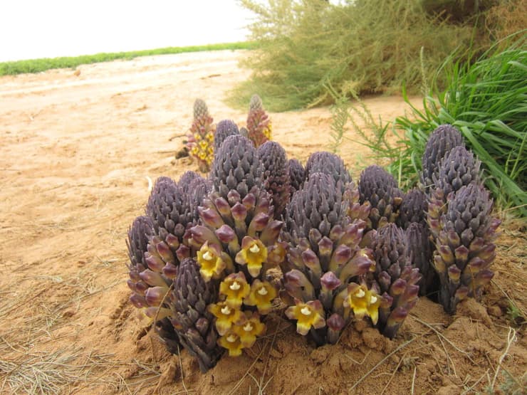 יחנוק הצבעים ביטבתה