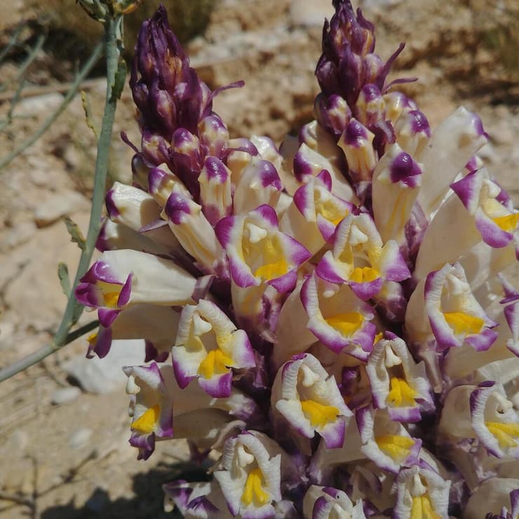 יחנוק סגול במאגר נקרות בערבה