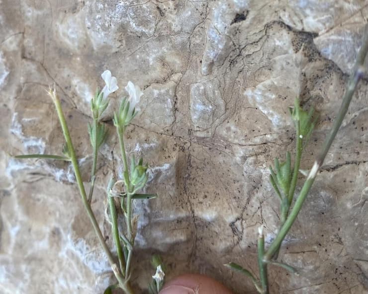 לועית מדברית