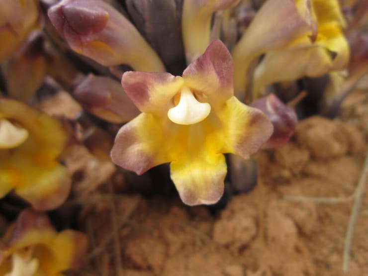 יחנוק הצבעים ביטבתה