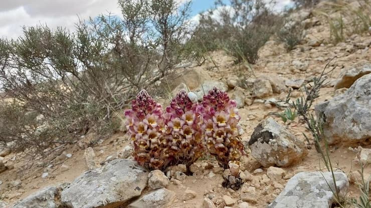 יחנוק מימי ליד ירוחם