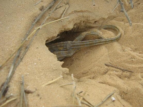 זיקית בכניסה למחילקה