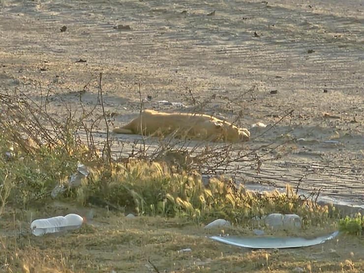 הכלב שנורה למוות