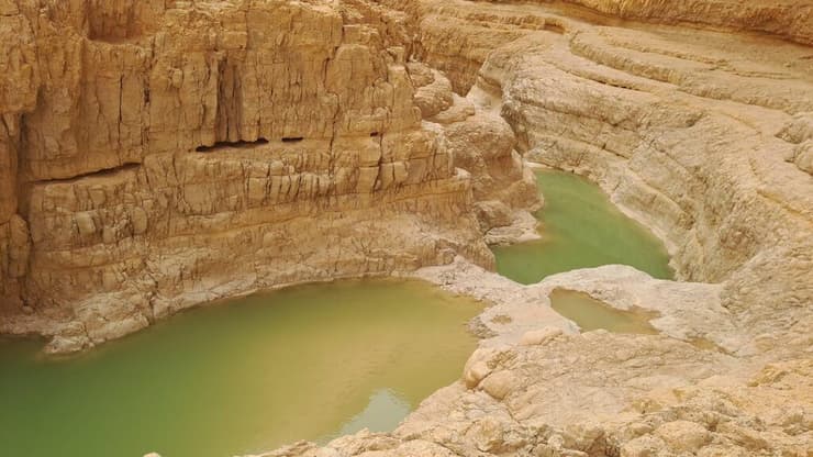 הגבים הטריים בנחל רחף
