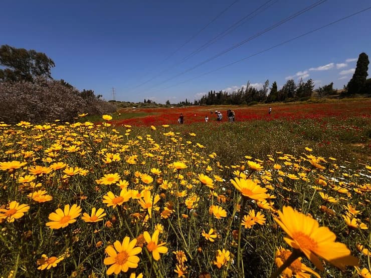 פרגים וחרציות בגבעת חומרה