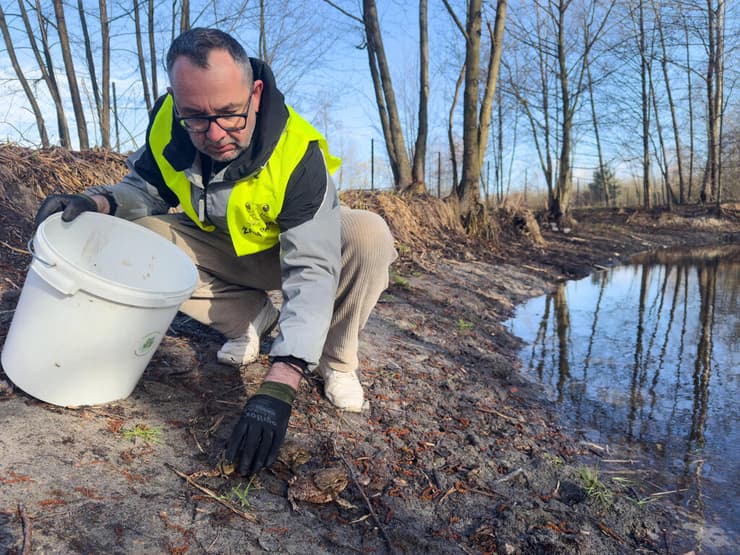 שחרור הצפרדעים והקרפדות למקום בטוח על ידי אחד מחברי "סיירת הצפרדעים" בפולין