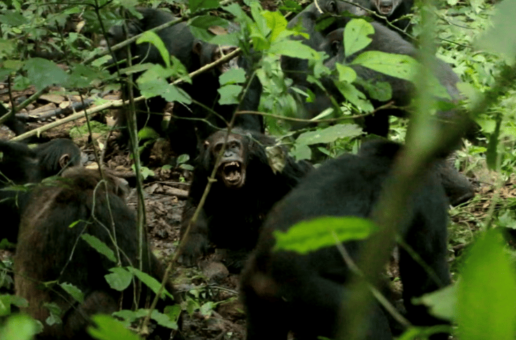 עימותים בין שימפנזים משתי הקבוצות