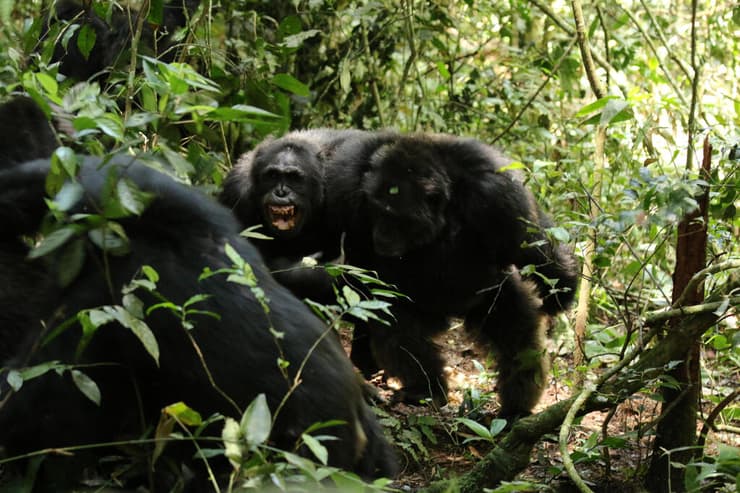 נשיכות, בעיטות וקפיצות על הקורבן. שימפנזים מאחת הקבוצות