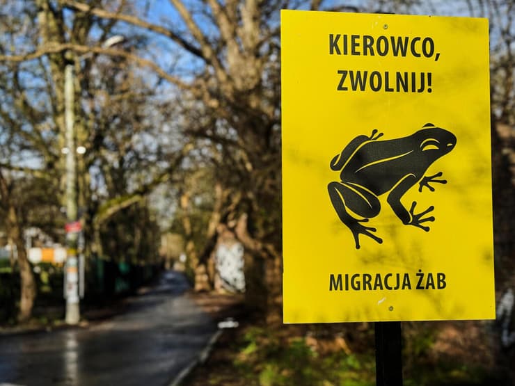 שלט המורה לנהוג בזהירות כדי לא לפגוע במיני הדו-חיים בפולין