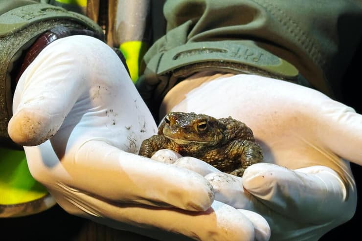 קרפדה שנאספה על ידי אחד המתנדבים בפולין