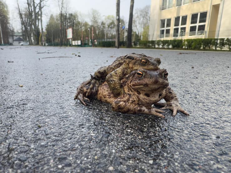 זוג קרפדות חוצות כביש בפולין, כשהנקבה סוחבת על גבה את הזכר