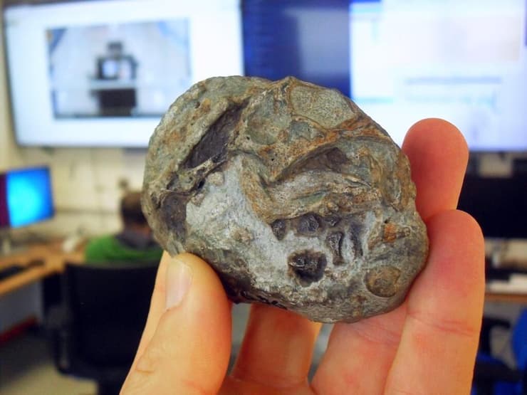 הביצה המאובנת של הליסטרוזאורוס