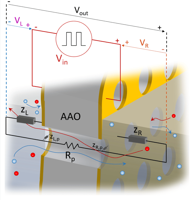 סכימה של ממברנה (איור: אוניברסיטת תל אביב) סכימה של ממברנה