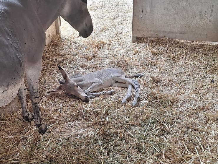 הערוד במנוחה ליד אמו (צילום: דנה ברדה) הערוד במנוחה ליד אמו