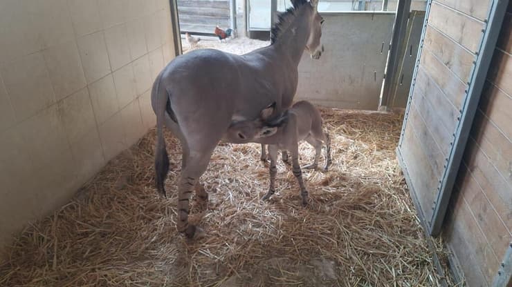 הערוד ואמו (צילום: דנה ברדה) הערוד ואמו