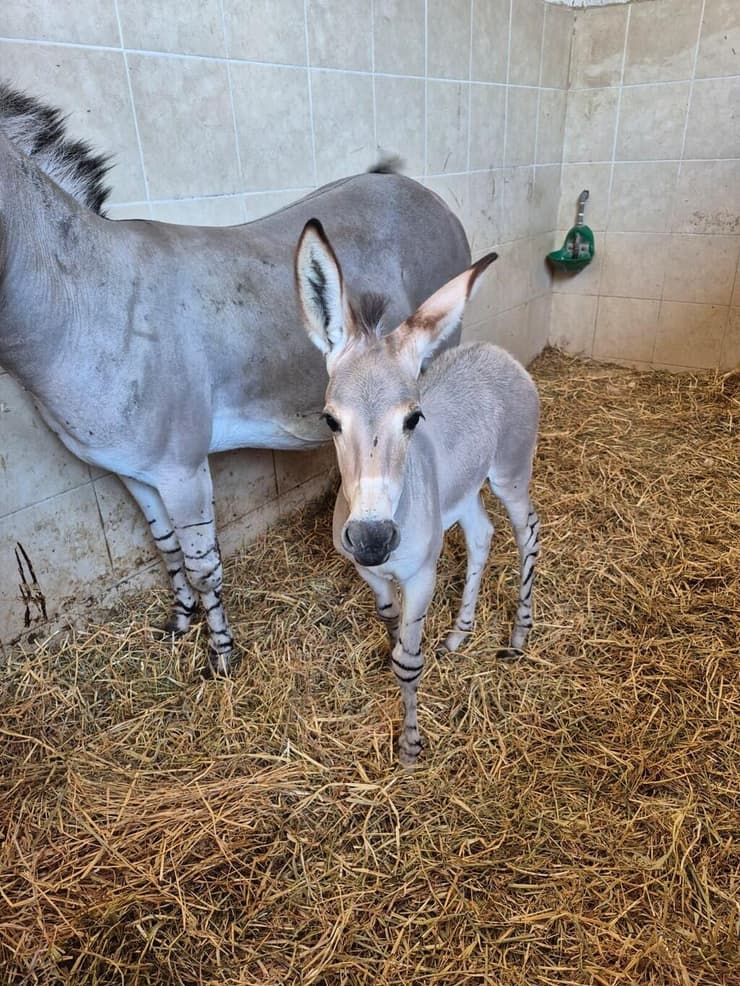 הערוד החדש. בן שלישי להוריו (צילום: דנה ברדה) הערוד החדש. בן שלישי להוריו