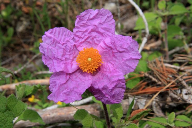 פריחת לוטם שעיר
