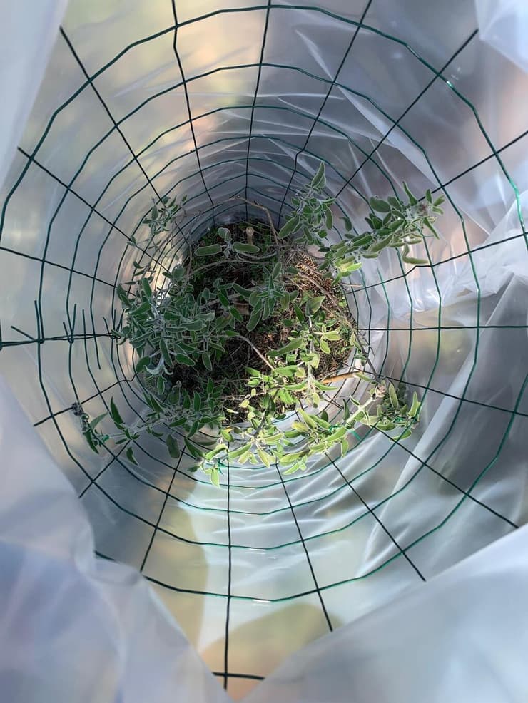 תמונת מרווה משולשת (מתוך הניסוי)