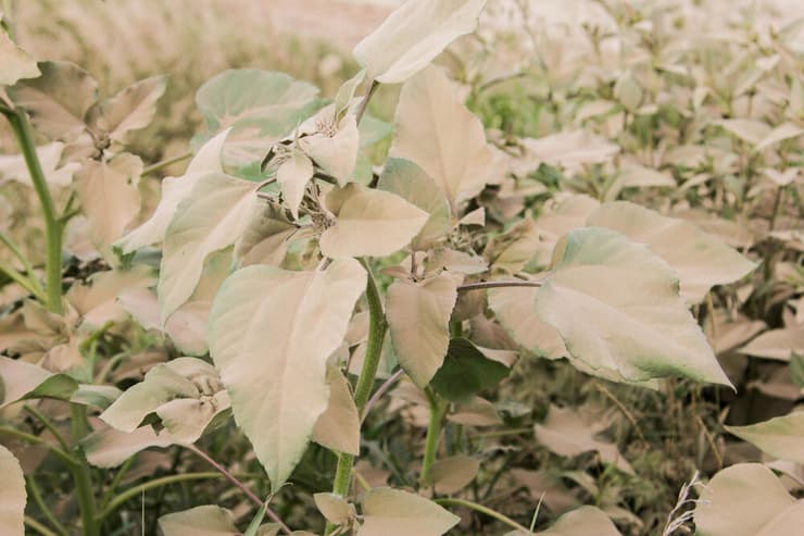 עלי צמח מכוסים באבק