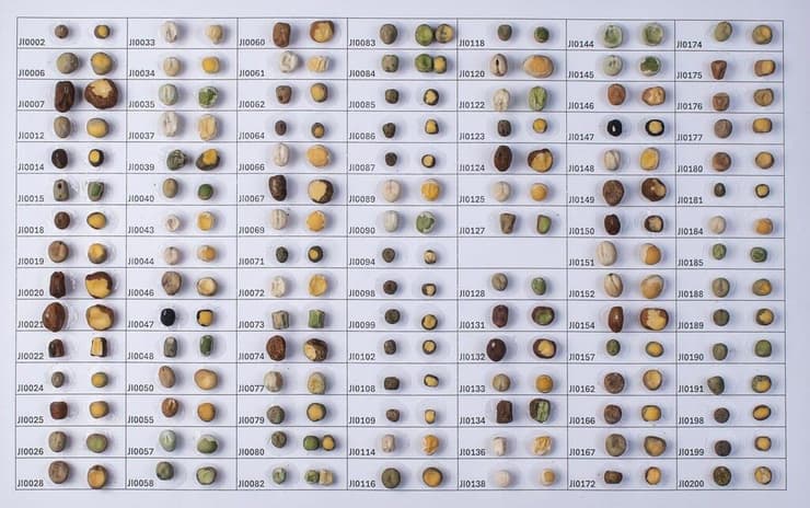 החוקרים ריצפו את הגנומים של מאות צמחי אפונה מכל העולם. זרעי אפונה מצמחים שונים ששימשו במחקר