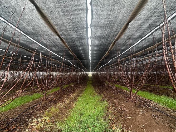 רשתות שחורות מעל הערוגות