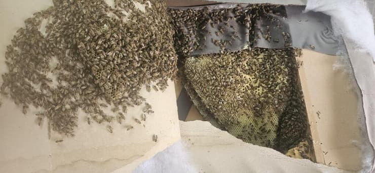 דבורים בהאמר שיצא מרצועת עזה