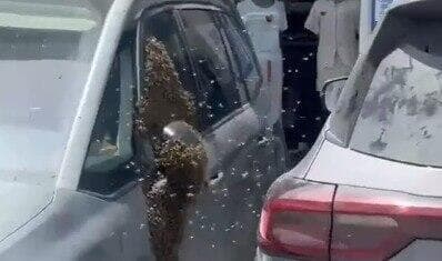 נחיל דבורים על רכב בנתיבות (צילום: שימוש לפי סעיף 27א' לחוק זכויות יוצרים) נחיל דבורים על רכב בנתיבות