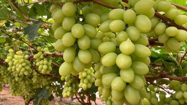 הכרם של יונתן אזולאי (צילום: אנאל מוטולה) הכרם של יונתן אזולאי