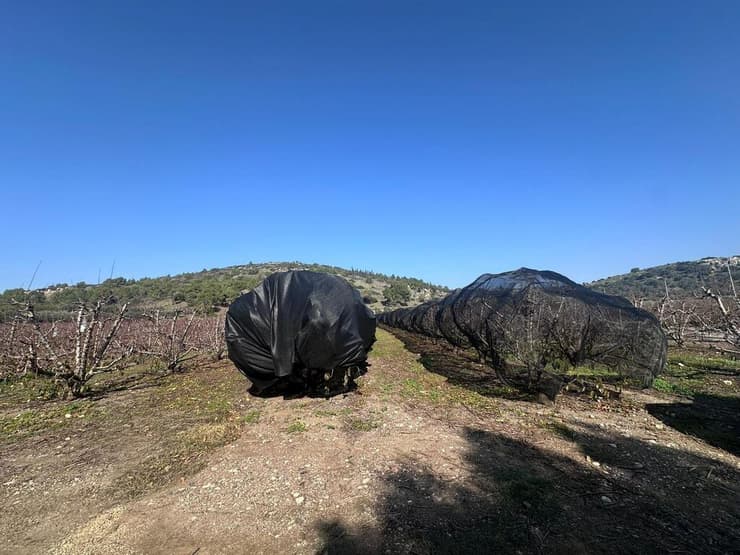 רשתות שחורות בחורף, לשיפור צבירת שעות הקור
