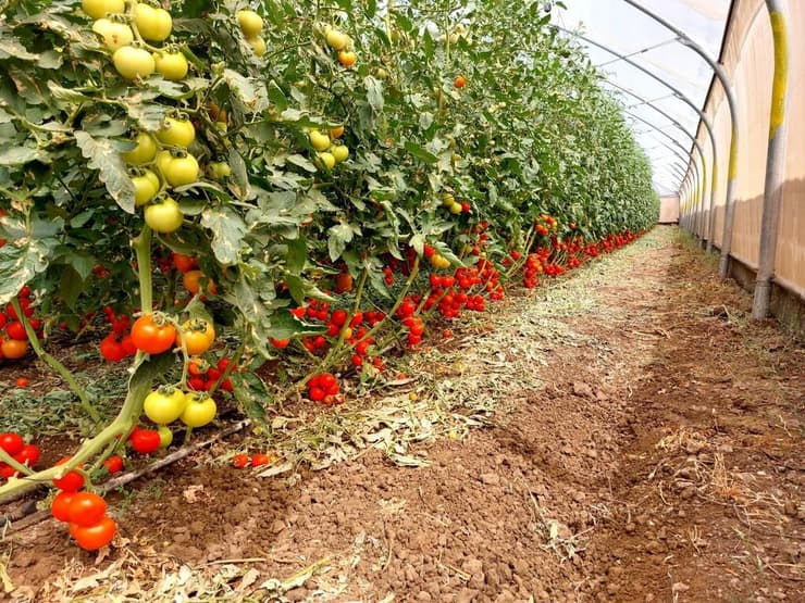 עגבניות שרי ועגבניות אשכול, גידול קייצי במשק איתי ושרון סטוליאר במושב שעל ברמת הגולן