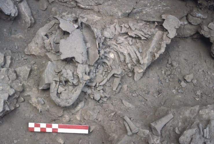 השלד של התינוק הניאנדרטלי, כפי שהתגלה במערת עמוד