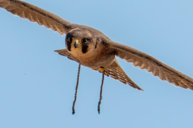 רצועות העור נותרו על רגלי הבז