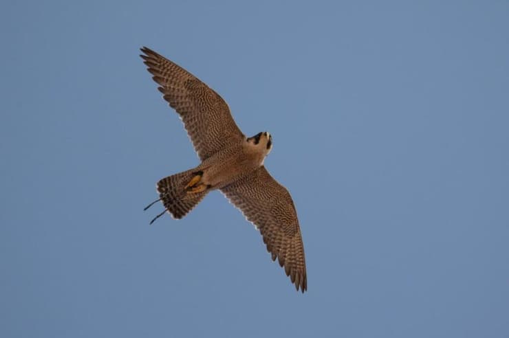 רצועות העור נראות היטב על רגלי הבז