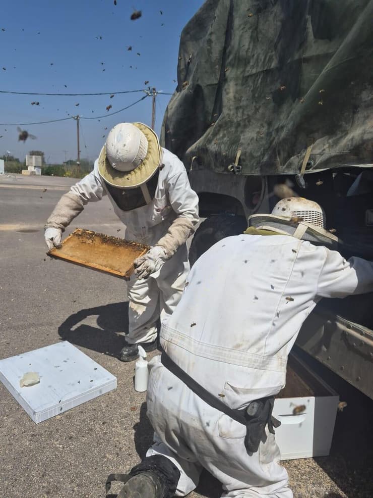 דבורים בהאמר שיצא מרצועת עזה