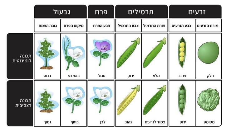 מנדל התמקד בשבע תכונות, ביניהן הגודל, הצורה, המיקום והצבע של פרחי האפונה ושל הזרעים, והווריאציות האפשריות שלהן