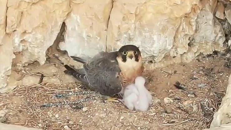 עם הגוזלים בקן במדבר יהדוה