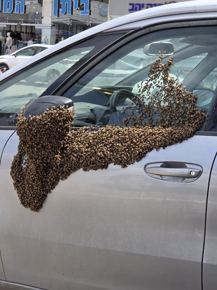 דבורים על רכב בנתיבות (צילום: סעיף 27א') דבורים על רכב בנתיבות