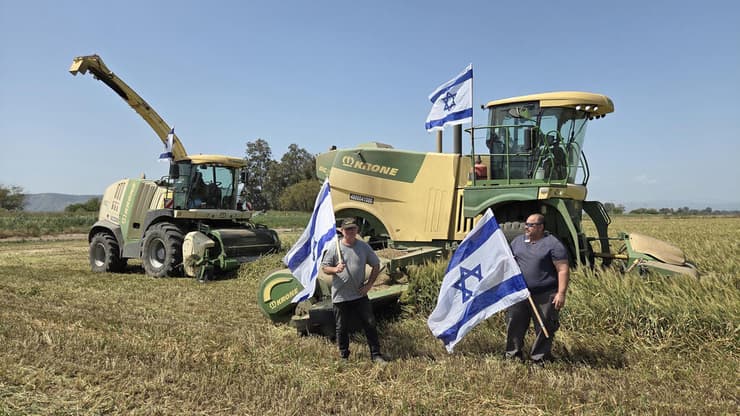 קציר החיטה לתחמיץ בשדות עמק החולה