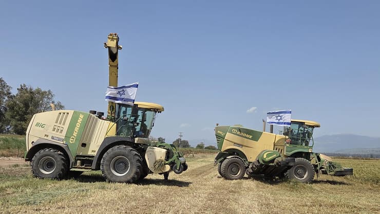 קציר החיטה לתחמיץ בשדות עמק החולה