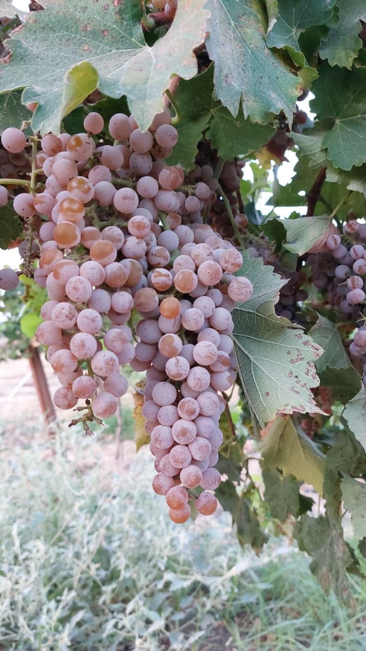 ענבי סוביניר גריי