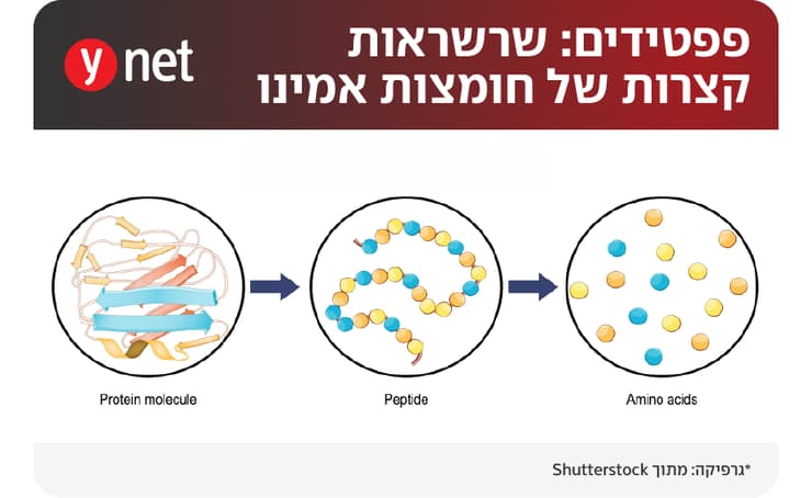 אינפו פפטידים אינפו פפטידים