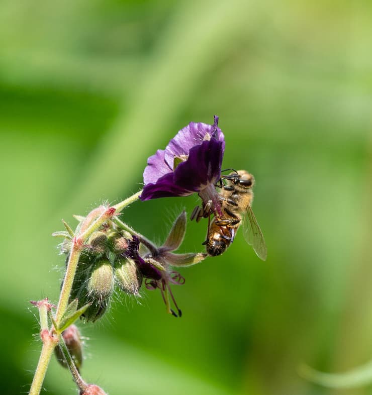 דבורת דבש על פרח בעיר אית'קה