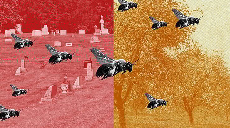 דבורים ממין אנדרנה רגולריס, על רקע בית הקברות בעיר אית'קה ועצי התפוח