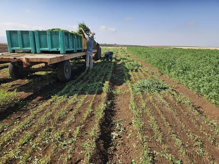 חקלאות ישראלית