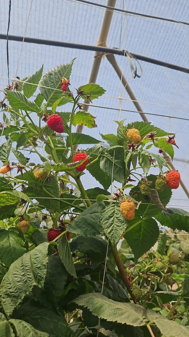 גידולי פטל בערבה