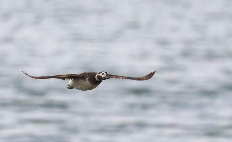 ברווז קרח בצפון הארץ