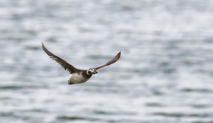 ברווז קרח בצפון הארץ
