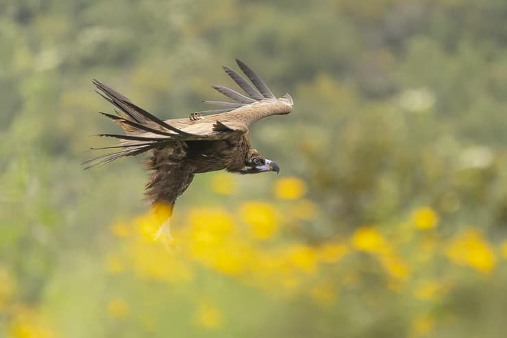 עזניה שחורה בכרמל