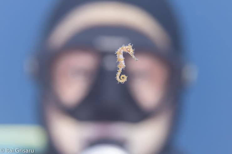 סוסון ים צעיר